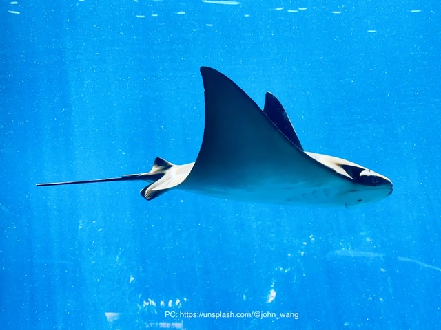 Shark Bait  
